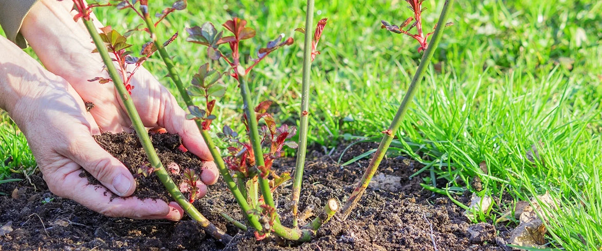 Basics of Rose Care: A Simple Guide