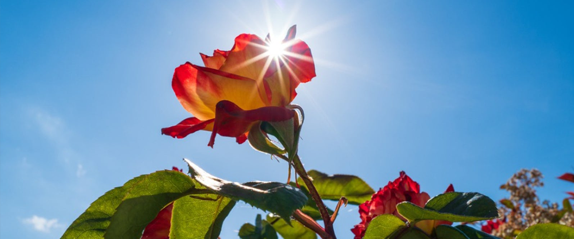 Caring for Roses in Summer: Essential Tips