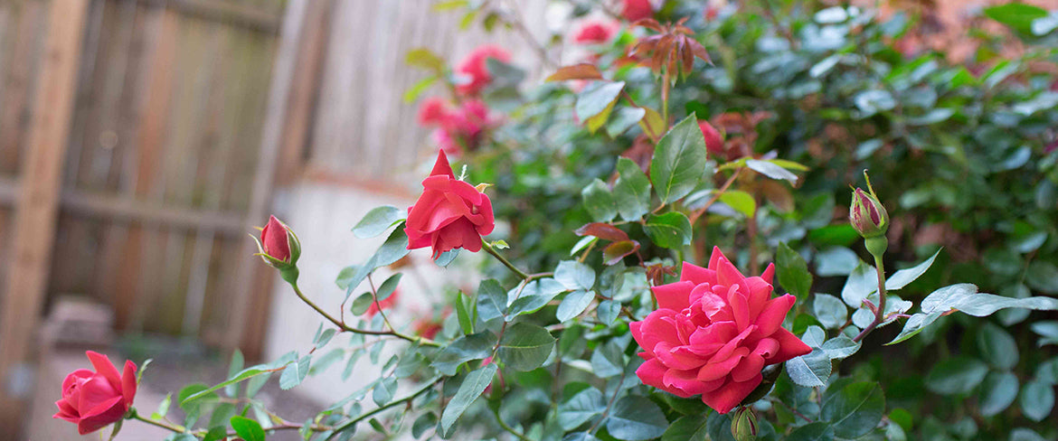 How to Choose the Perfect Rose for Your Garden: A Comprehensive Guide