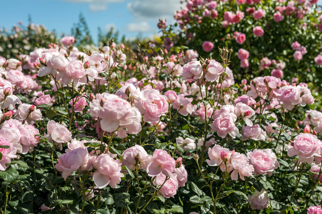 Scepter D'Isle shrubs covered in light pink blooms