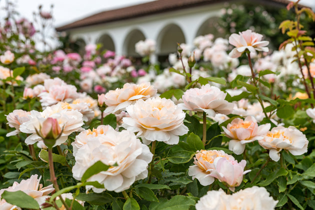 Lady Gardener shrub in flower in front of a building