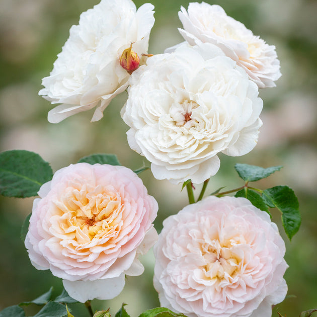 Emily Bronte close-up of soft pink flat blooms
