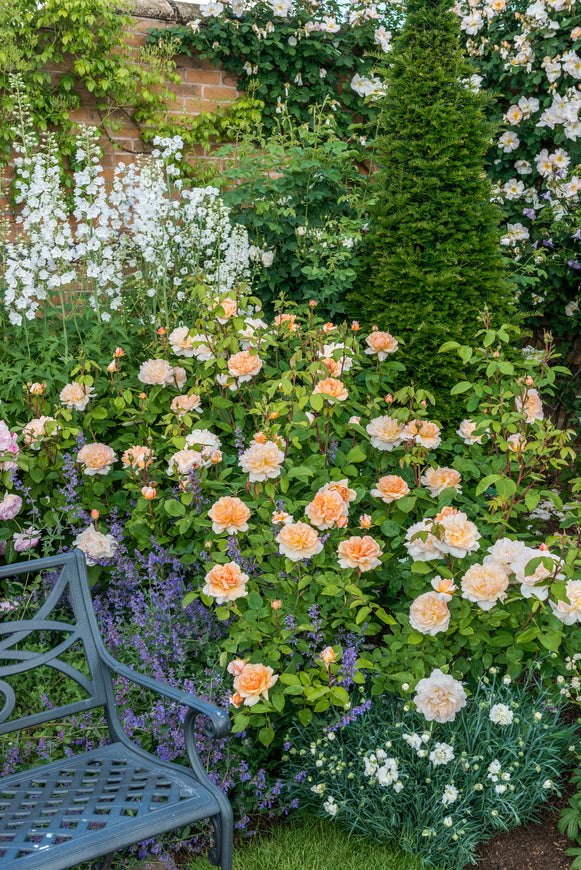 Lady Gardener shrubs in a garden border beside a bench