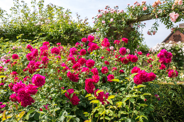 Thomas A Becket shrubs in flower in the garden