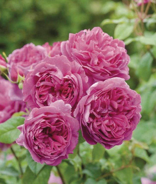 Young Lycidas close-up of deep pink cupped blooms