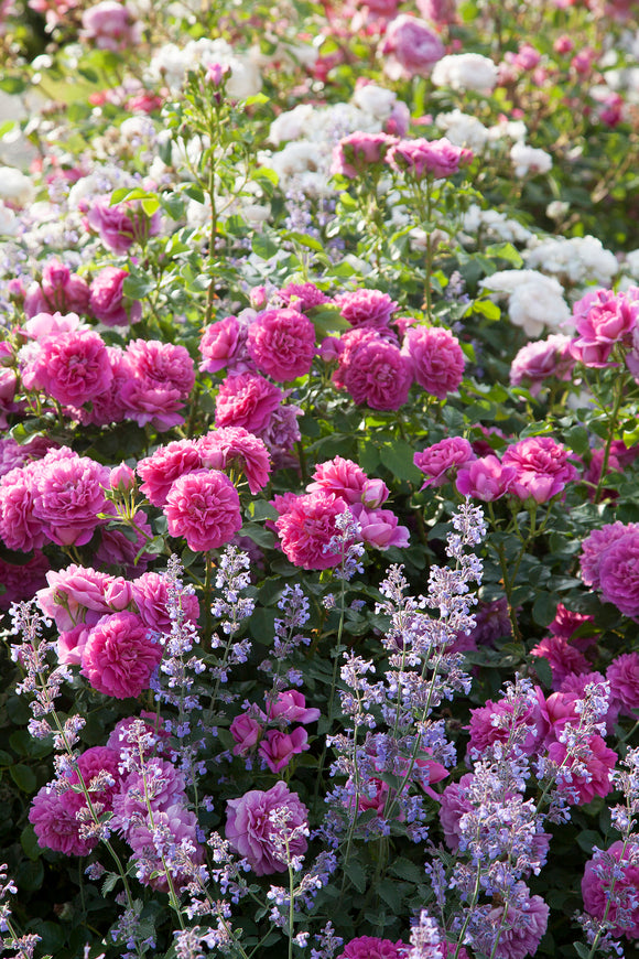 Princess Anne blooms with catmint in a garden border