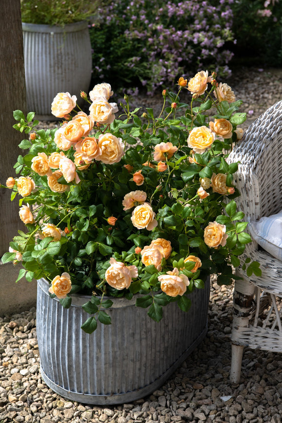 Roald Dahl shrub growing in a metal planter