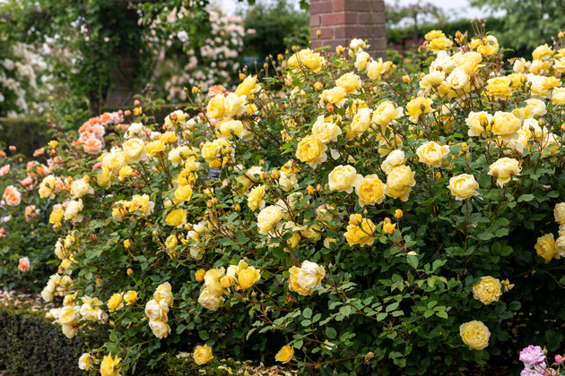 The Poet's Wife shrub in flower in the garden