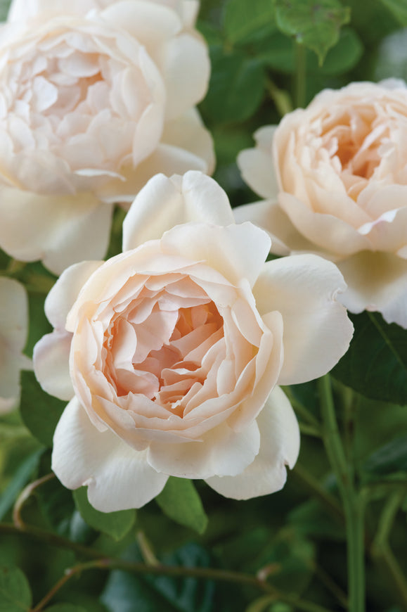 Wollerton Old Hall close-up of pale apricot chalice-shaped blooms