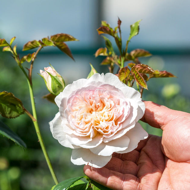 Emily Bronte bloom held in a hand