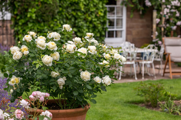 Vanessa Bell shrub in a pot on a garden lawn
