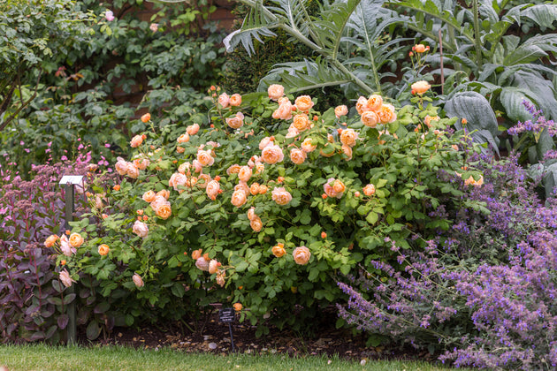 Roald Dahl shrub in a garden border