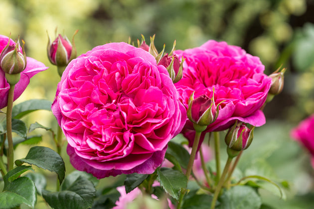 James L. Austin close-up of deep pink rosettes