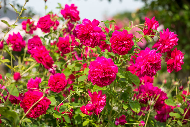 Thomas A Becket shrub covered in crimson-red blooms
