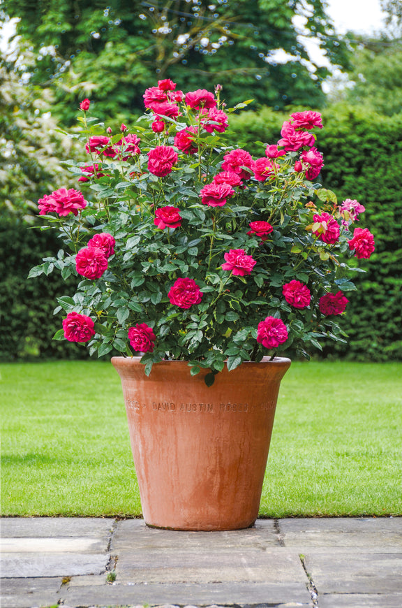 Darcey Bussell shrub growing in a terracotta pot