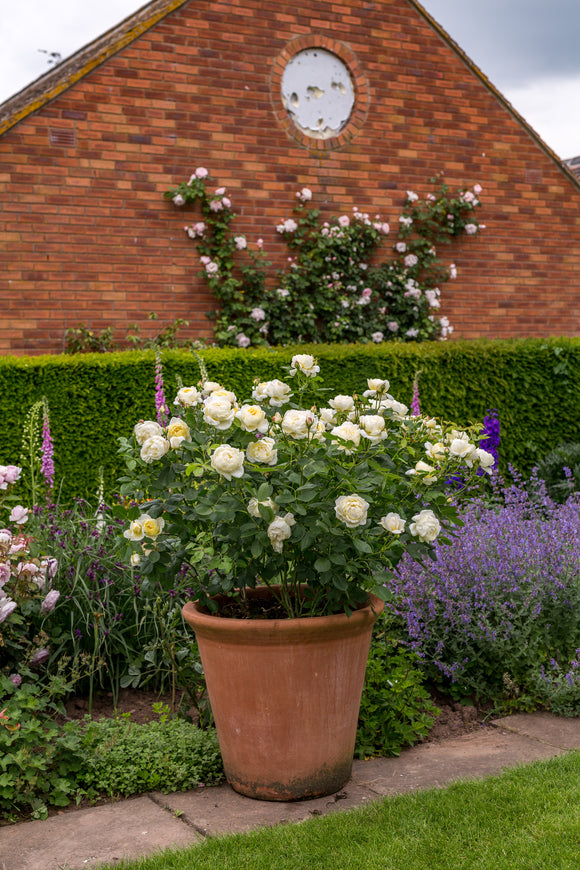 Vanessa Bell shrub in a terracotta pot beside a brick wall