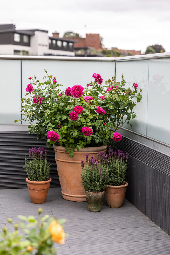 James L. Austin shrub growing in a pot on a terrace