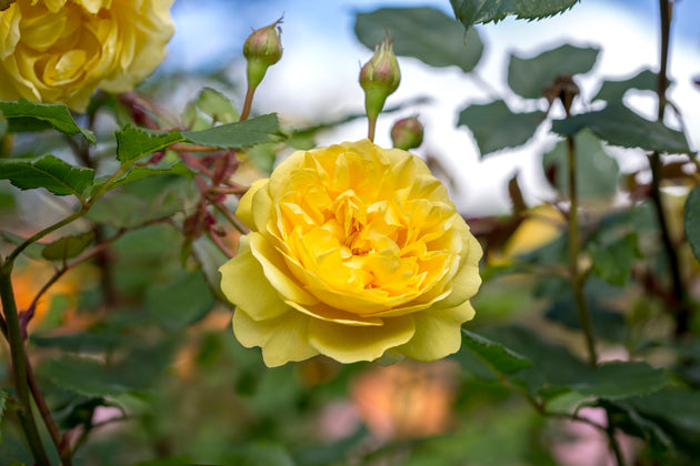 The Poet's Wife close-up of a rich yellow bloom