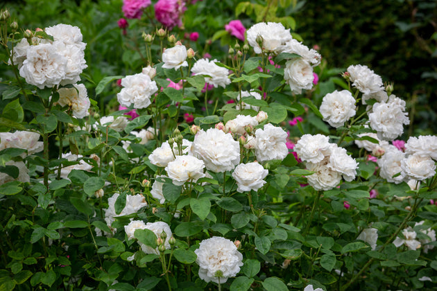 Winchester Cathedral shrub covered in white blooms