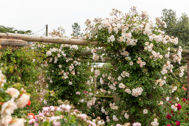 Lady of the lake rambler on a rope pergola in the garden