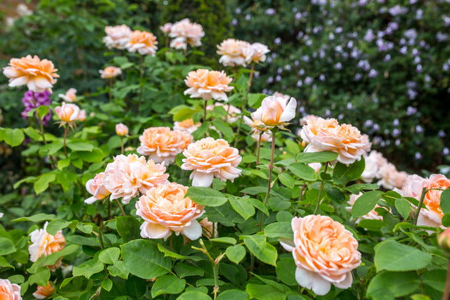 Lady Gardener apricot blooms on the shrub