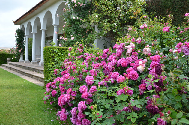 Princess Anne shrubs in flower beside a colonnade