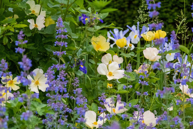 Tottering by gently blooms in a garden border with catmint