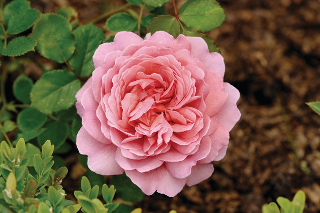 Jubilee Celebration close-up of a coral-pink domed bloom