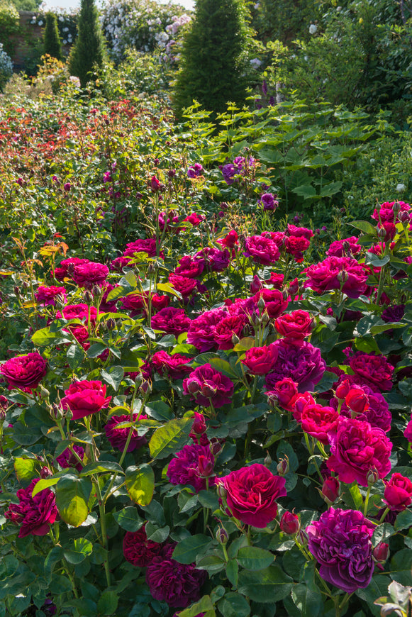 Darcey Bussell crimson-pink blooms on the shrub