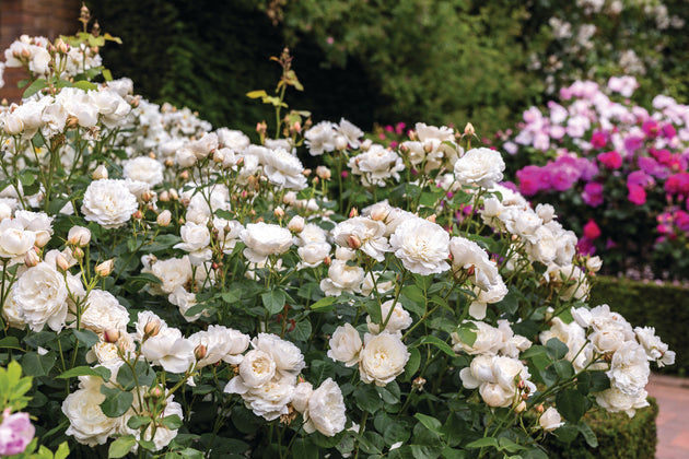 William and Catherine shrubs in flower in a garden border