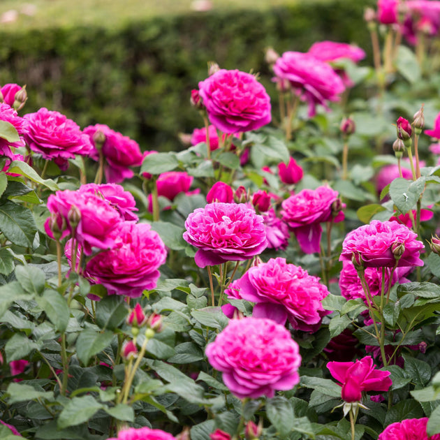 James L. Austin deep pink blooms on the shrub