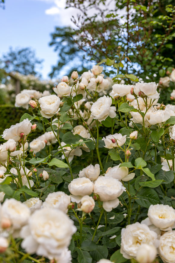 William and Catherine shrub covered in white blooms