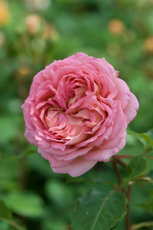 Jubilee Celebration close-up of a pink bloom