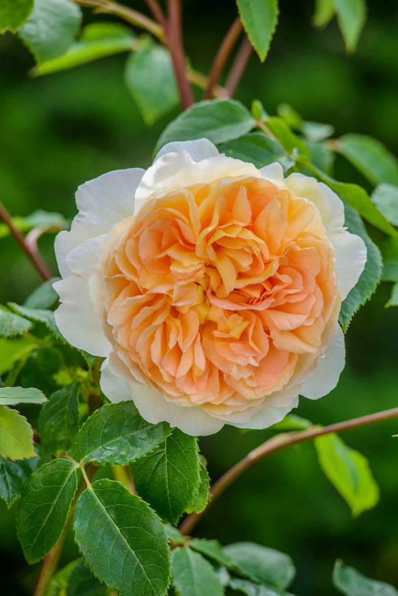 Bathsheba apricot rosette bloom with creamy outer petals