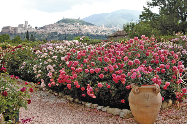 Jubilee Celebration roses in a garden border in Assisi, Italy