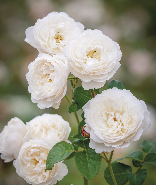 William and Catherine close-up of white cupped blooms
