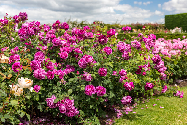 Young Lycidas shrubs in flower in a garden border