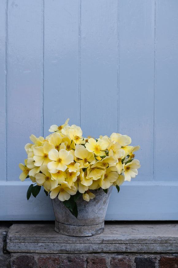 Tottering by gently cut yellow blooms in a bucket