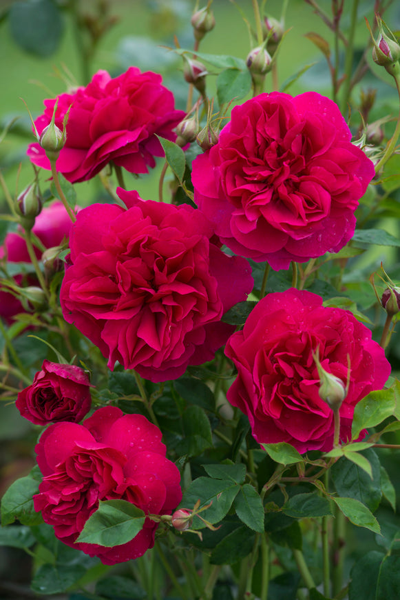 Thomas A Becket close-up of crimson-red blooms