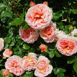 All Roses – Swiss Rose Garden Nursery