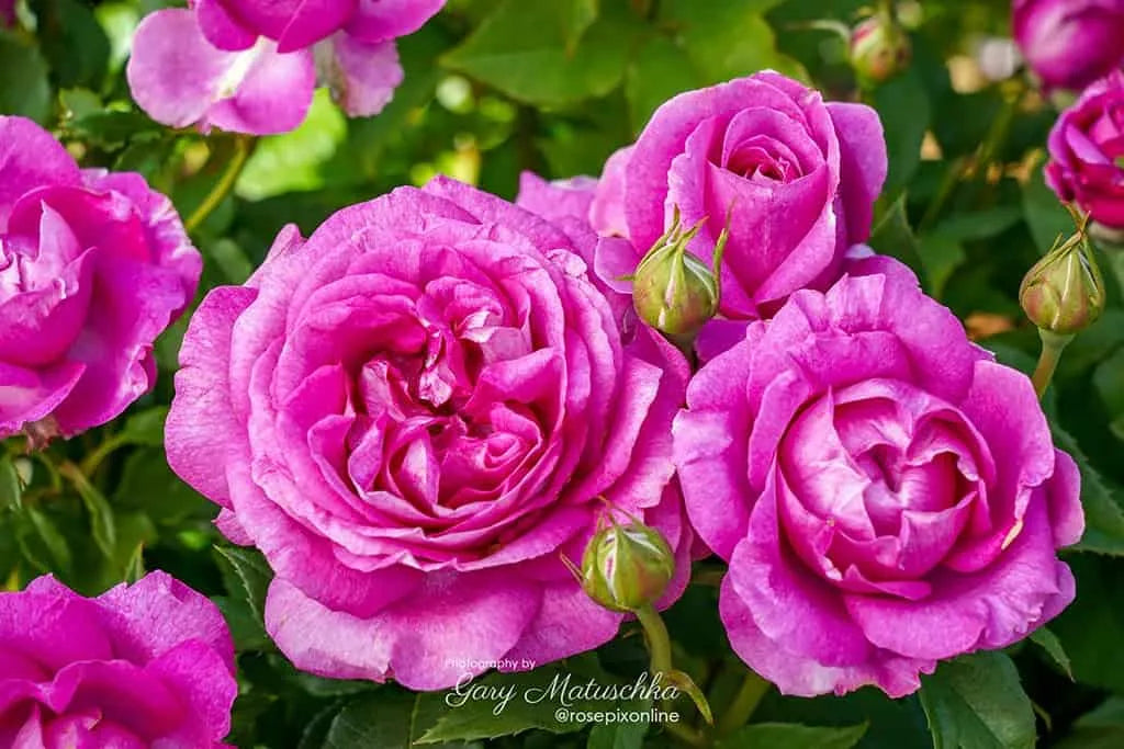 Pink Roses