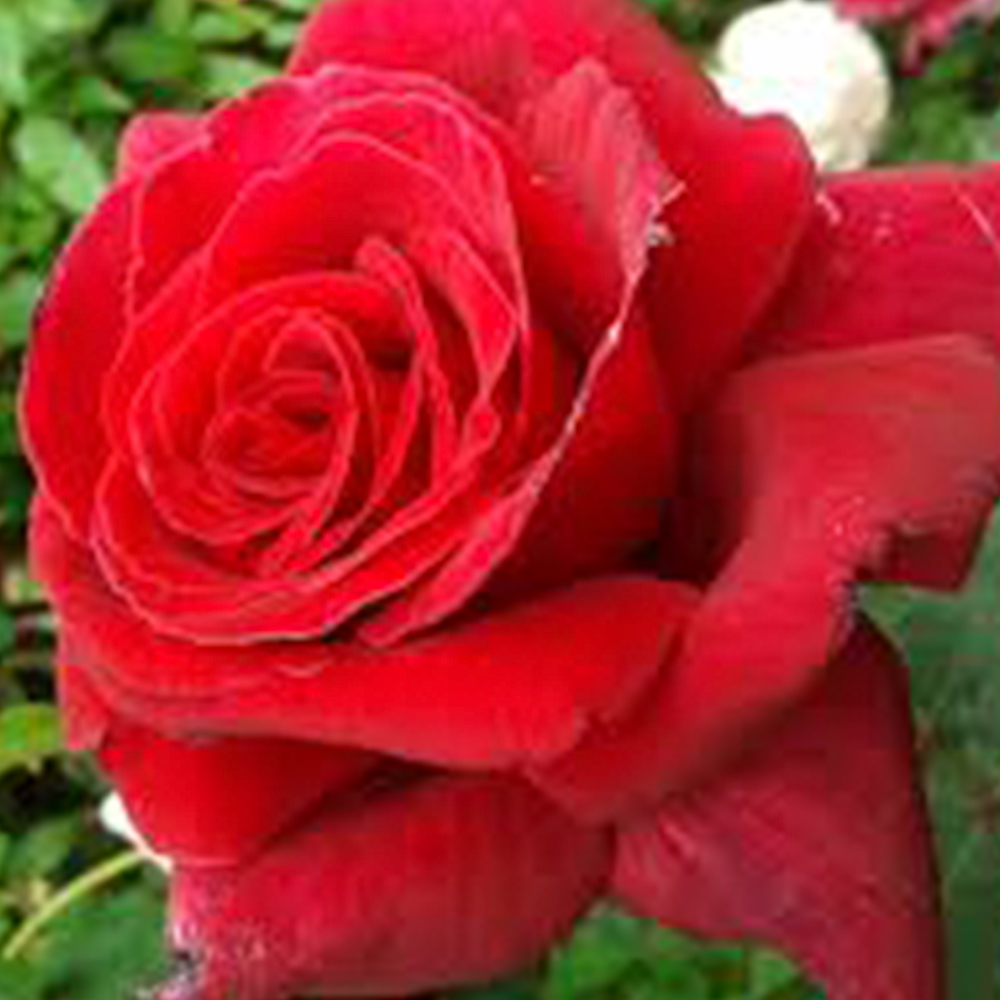 Firefighter – Swiss Rose Garden Nursery
