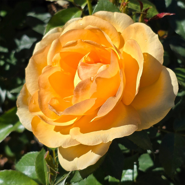 Golden Beauty – Swiss Rose Garden Nursery