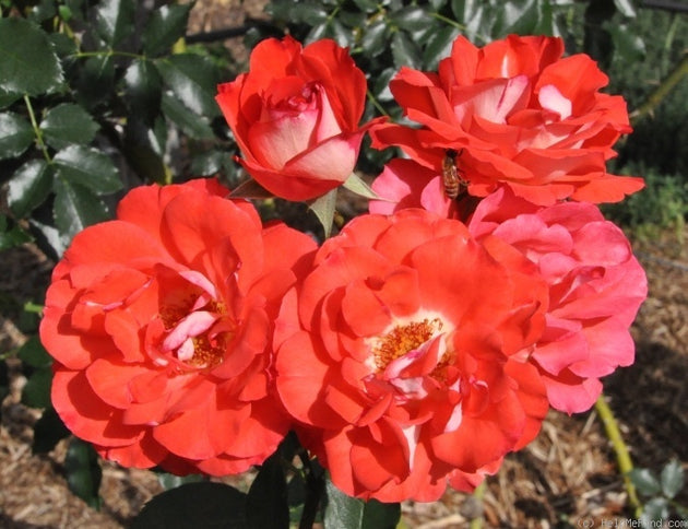 Sian Roses So Sian – Swiss Rose Garden Nursery