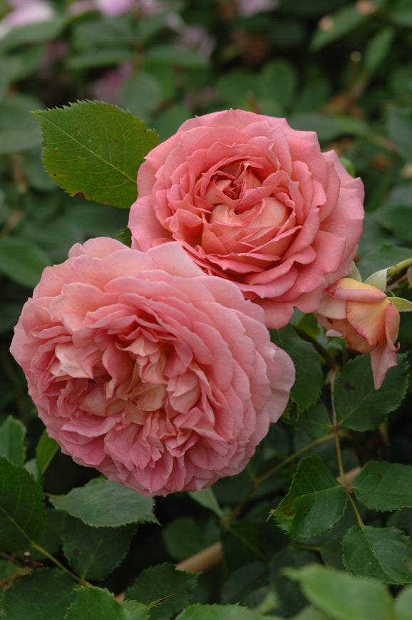 Jubilee Celebration close-up of coral-pink blooms