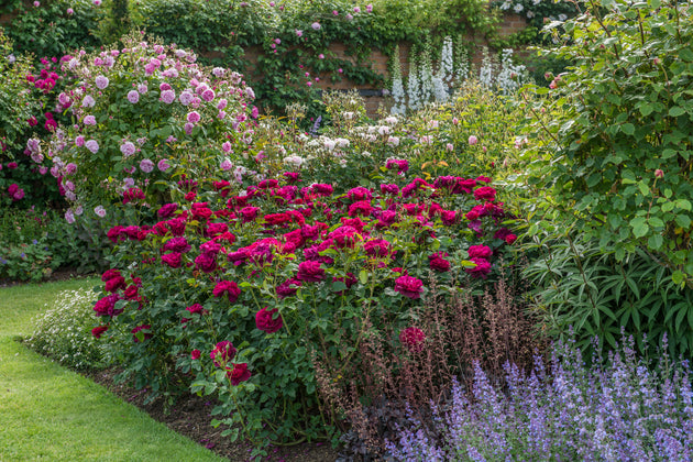 Darcey Bussell shrubs in a garden border with catmint