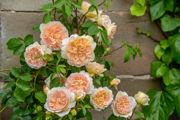 Bathsheba climbing rose flowering against a stone wall