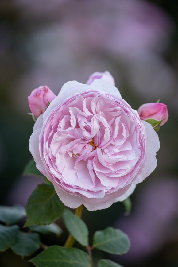 Olivia Rose Austin mid pink cupped rosette bloom