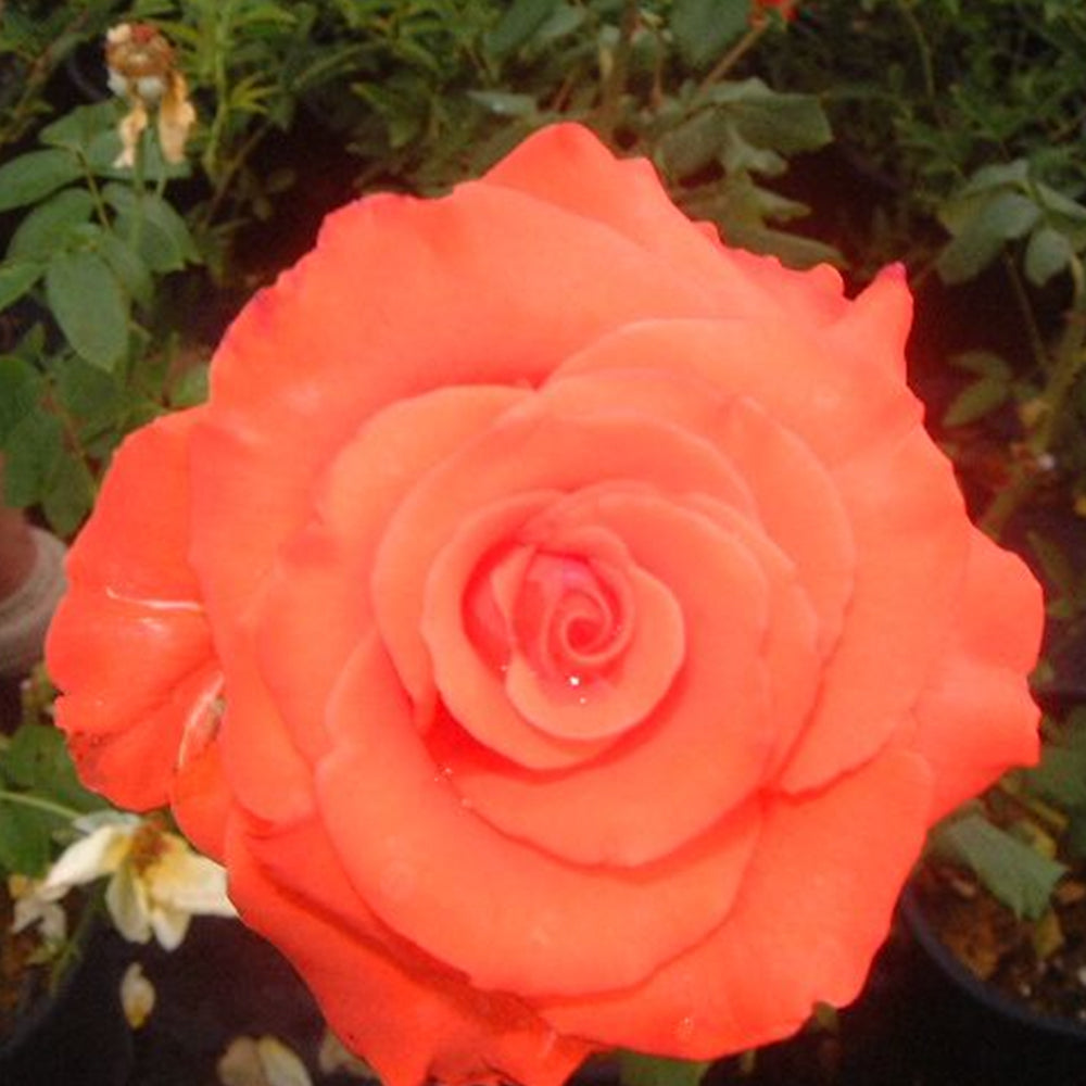 Angelique Swiss Rose Garden Nursery angelique-swiss-rose-garden-nursery