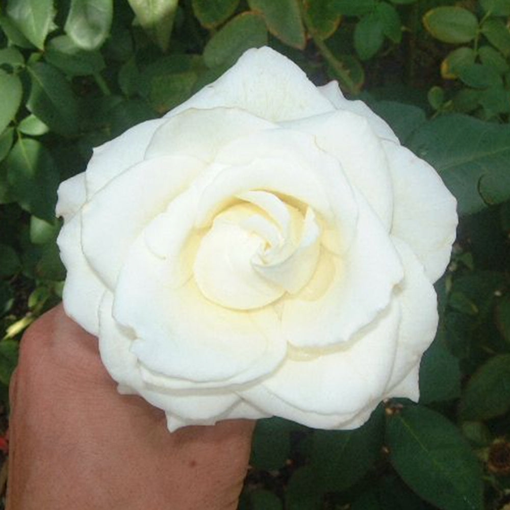 Atinan Roses Athena – Swiss Rose Garden Nursery